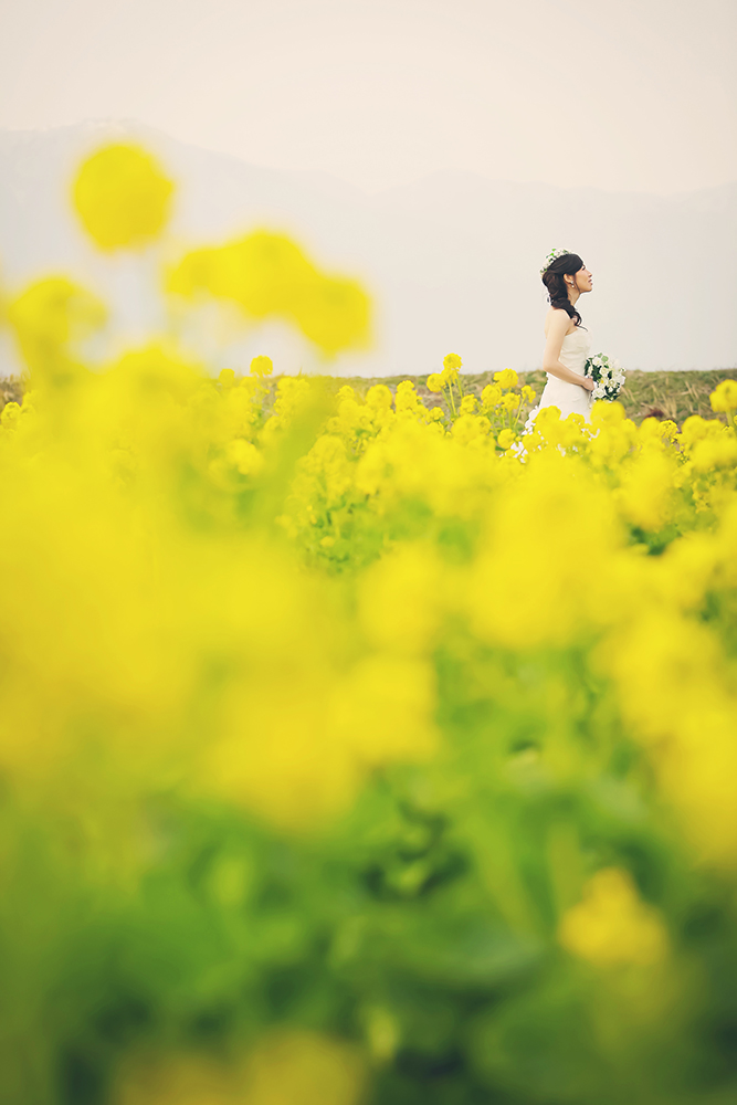 滋賀・第一なぎさ公園の前撮り/フォトウェディングのロケーション撮影 | 菜の花に囲まれた前撮りロケーション。