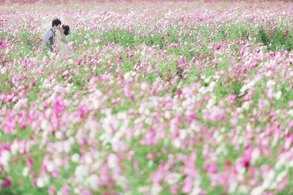 滋賀・コスモス畑の前撮り/フォトウェディングのロケーション撮影 | 一面に広がるコスモスのロケーションは秋の前撮りでも人気のスポット。