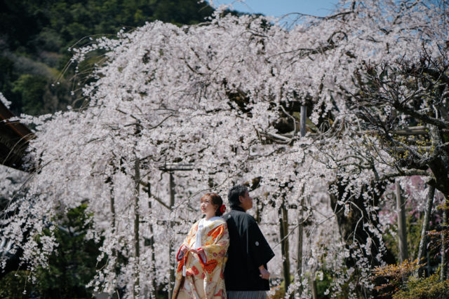 京都・毘沙門堂・お寺の前撮り/フォトウェディングのロケーション撮影 | 桜の時期には枝垂桜と一緒に。