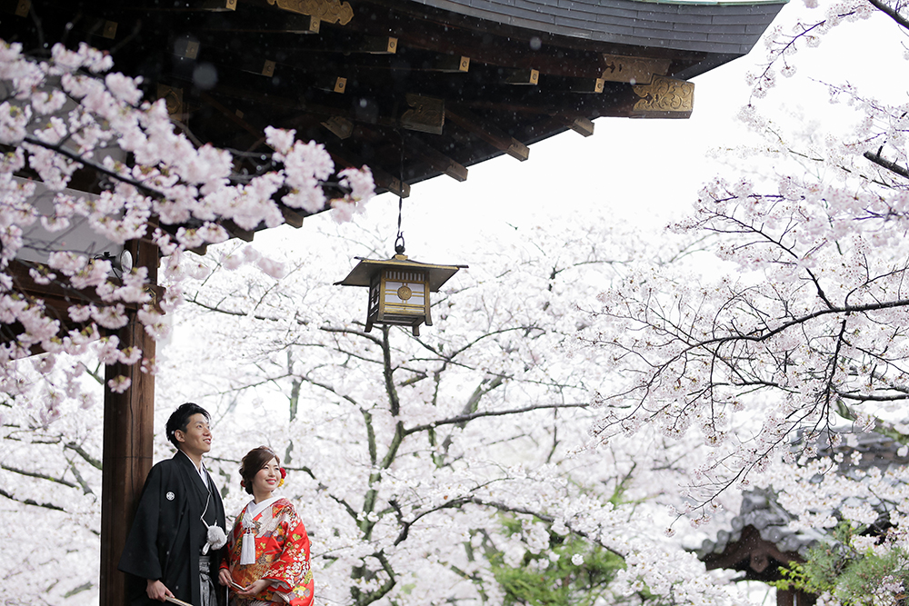 滋賀・天孫神社の前撮り/フォトウェディングのロケーション撮影 | 満開の桜と一緒に神社で前撮り撮影。