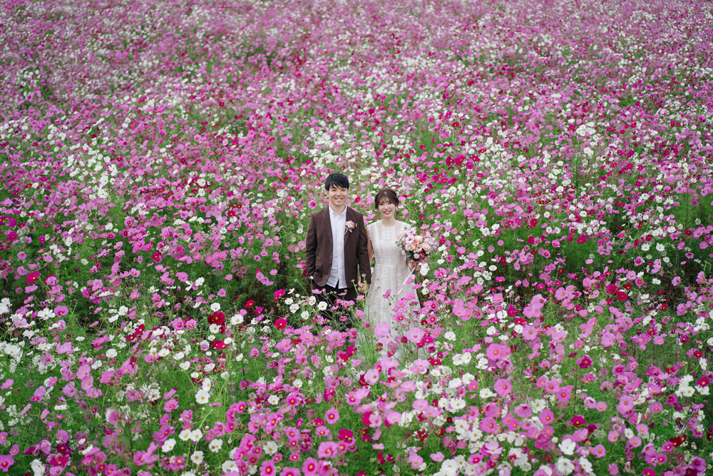 滋賀・コスモス畑の前撮り/フォトウェディングのロケーション撮影 | 一面に咲くコスモスに囲まれながら。