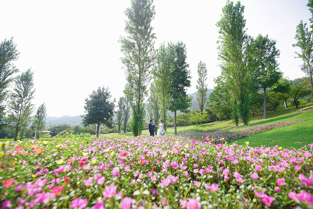 兵庫・明石海峡公園の前撮り/フォトウェディングのロケーション撮影 | 一面を敷き詰めるピンクや白のお花畑の中で。
