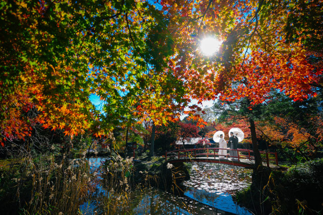 京都・大原野神社・紅葉の前撮り/フォトウェディングのロケーション撮影 | 色とりどりな紅葉とともに。