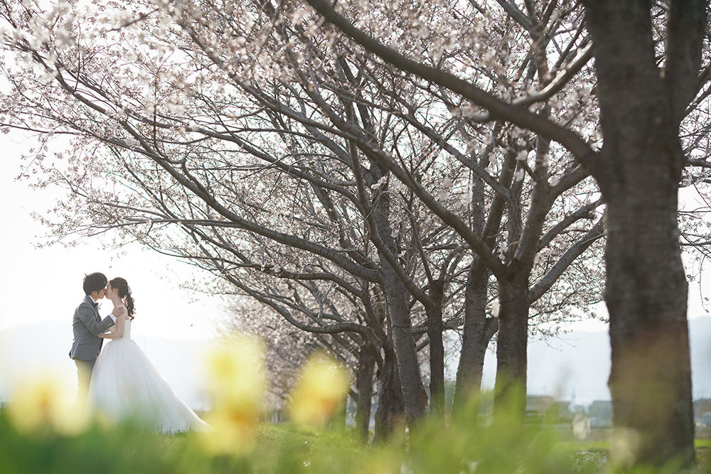 滋賀・土手の前撮り/フォトウェディングのロケーション撮影 | 色鮮やかな桜と菜の花と一緒に。