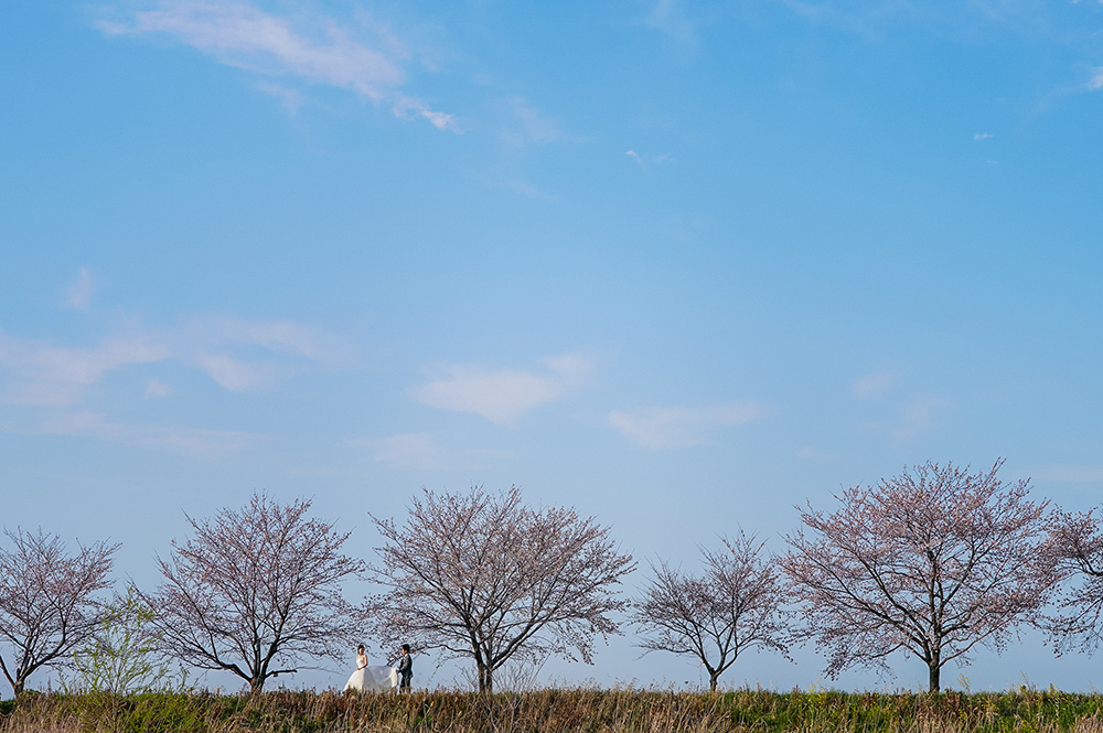 滋賀・土手の前撮り/フォトウェディングのロケーション撮影 | ウェディングドレスで桜と一緒に。
