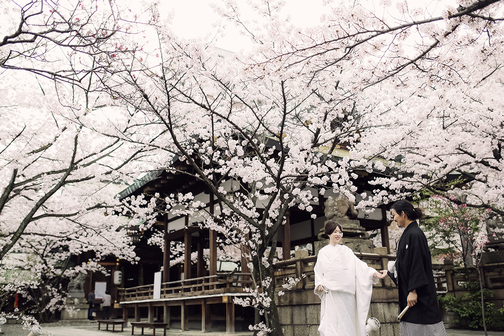滋賀・天孫神社の前撮り/フォトウェディングのロケーション撮影 | 満開の桜と一緒に神社で前撮り撮影。