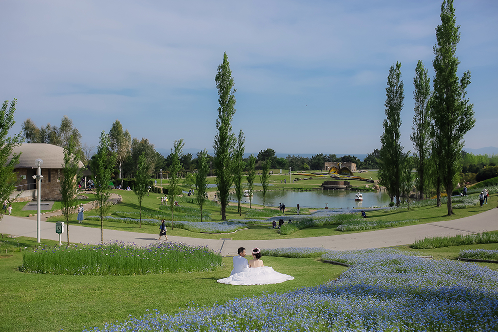 兵庫・明石海峡公園の前撮り/フォトウェディングのロケーション撮影 | 青空とお花畑いっぱいの前撮りショット。