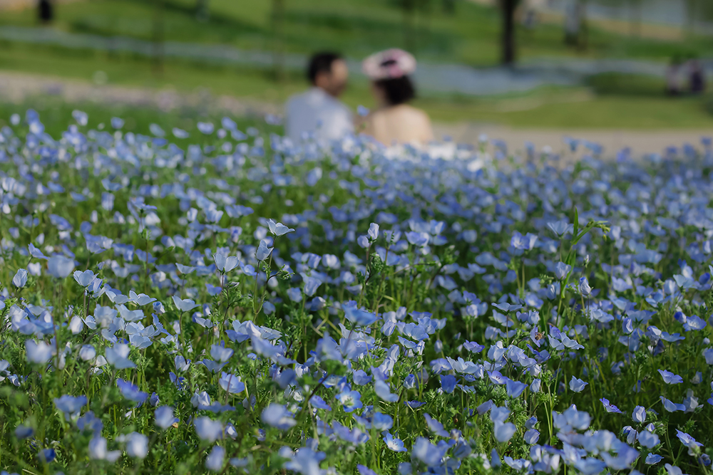 兵庫・明石海峡公園の前撮り/フォトウェディングのロケーション撮影 | 一面に咲くネモフィラと一緒に。