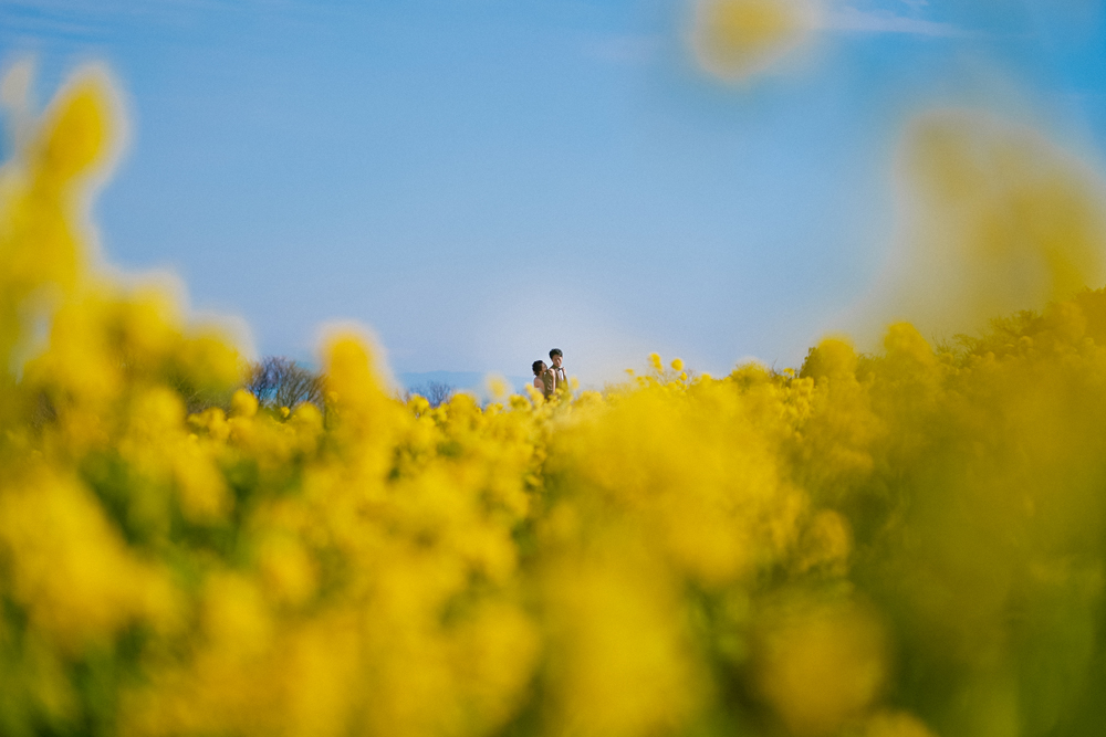 兵庫・花さじきの前撮り/フォトウェディングのロケーション撮影 | 満開に咲くお花畑の中に囲まれて。