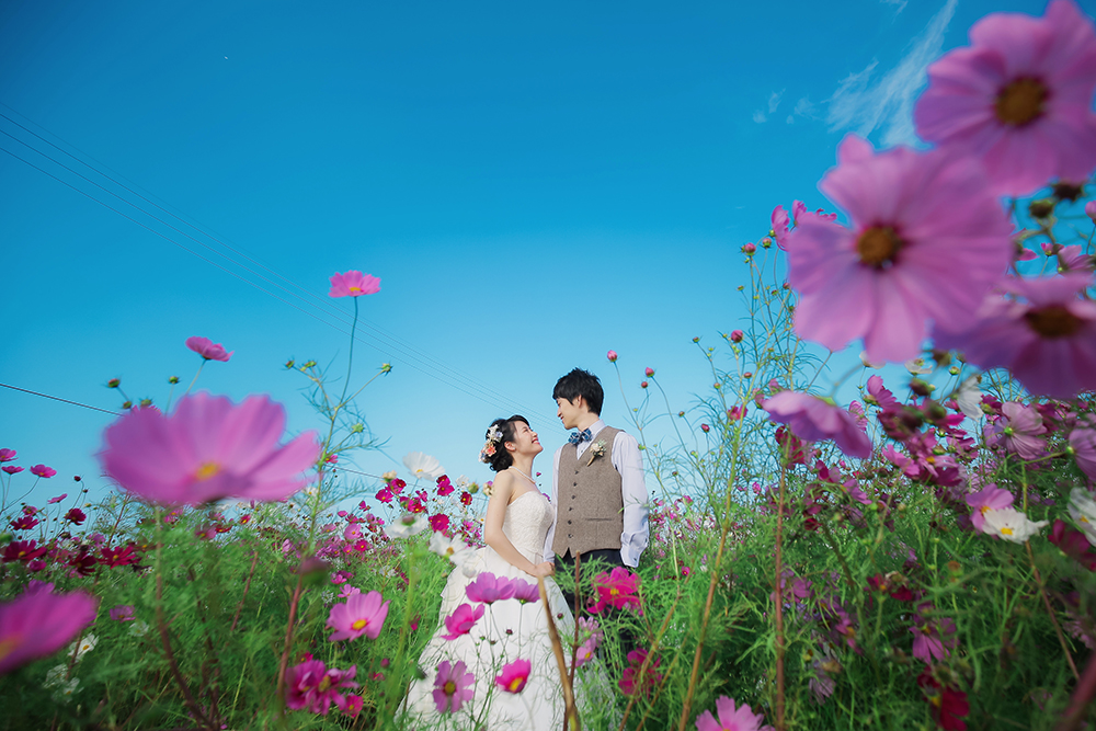 滋賀・コスモス畑の前撮り/フォトウェディングのロケーション撮影 | 純白のウェディングドレスが映える色鮮やかなコスモス畑にて。