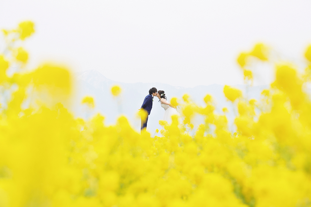 滋賀・第一なぎさ公園の前撮り/フォトウェディングのロケーション撮影 | ウェディングドレスが一段と映える菜の花畑の中で。