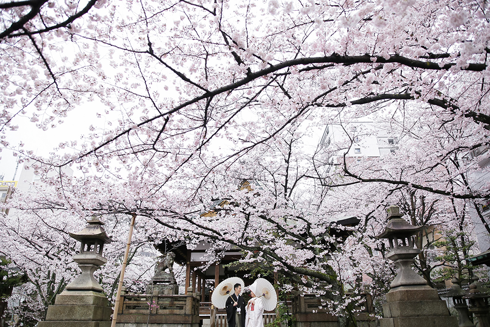 滋賀・天孫神社の前撮り/フォトウェディングのロケーション撮影 | 満開の桜と一緒に神社で前撮り撮影。