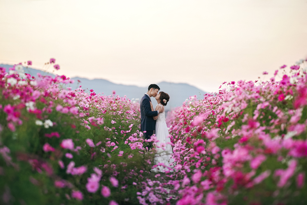 滋賀・コスモス畑の前撮り/フォトウェディングのロケーション撮影 | 一面に広がるコスモスに囲まれて前撮り撮影。