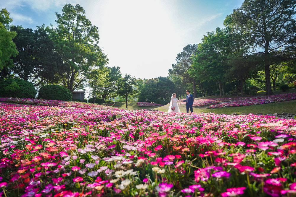 兵庫・明石海峡公園の前撮り/フォトウェディングのロケーション撮影 | 一面を敷き詰めるピンクや白のお花畑の中で。