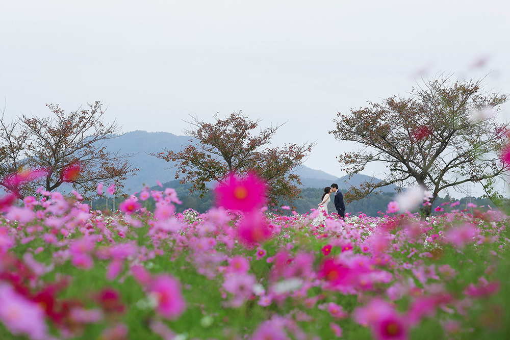 滋賀・コスモス畑の前撮り/フォトウェディングのロケーション撮影 | 一面に広がるコスモスの色彩と一緒に。