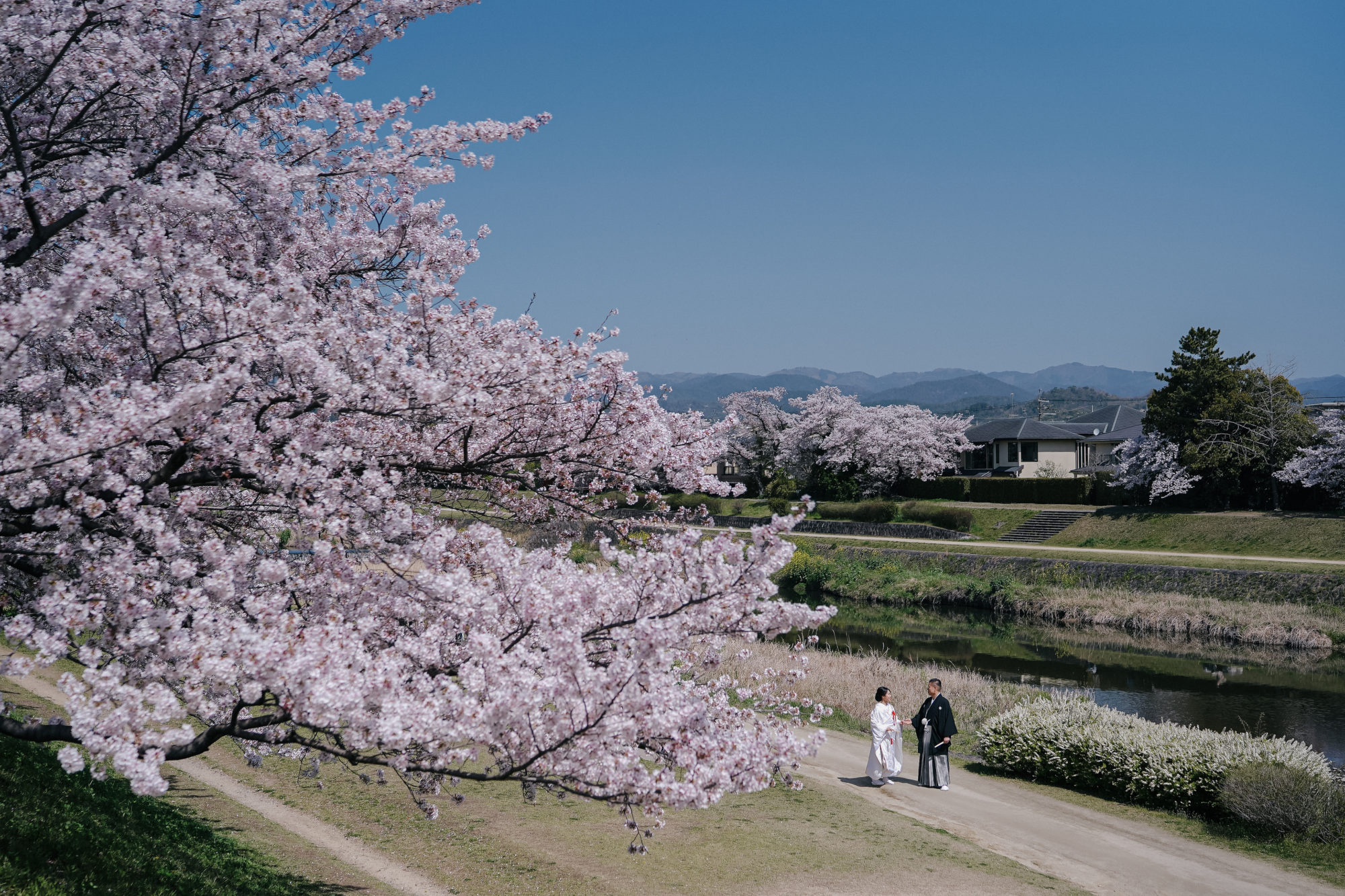京都鴨川の桜と青空の下、和装で前撮りする二人。
