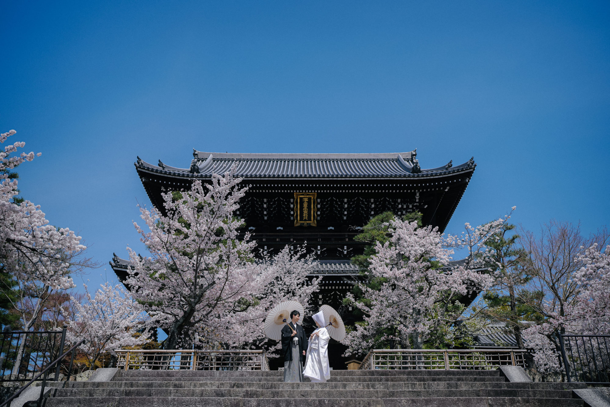 山門と桜の取り合わせがおすすめの京都のお寺「金戒光明寺」