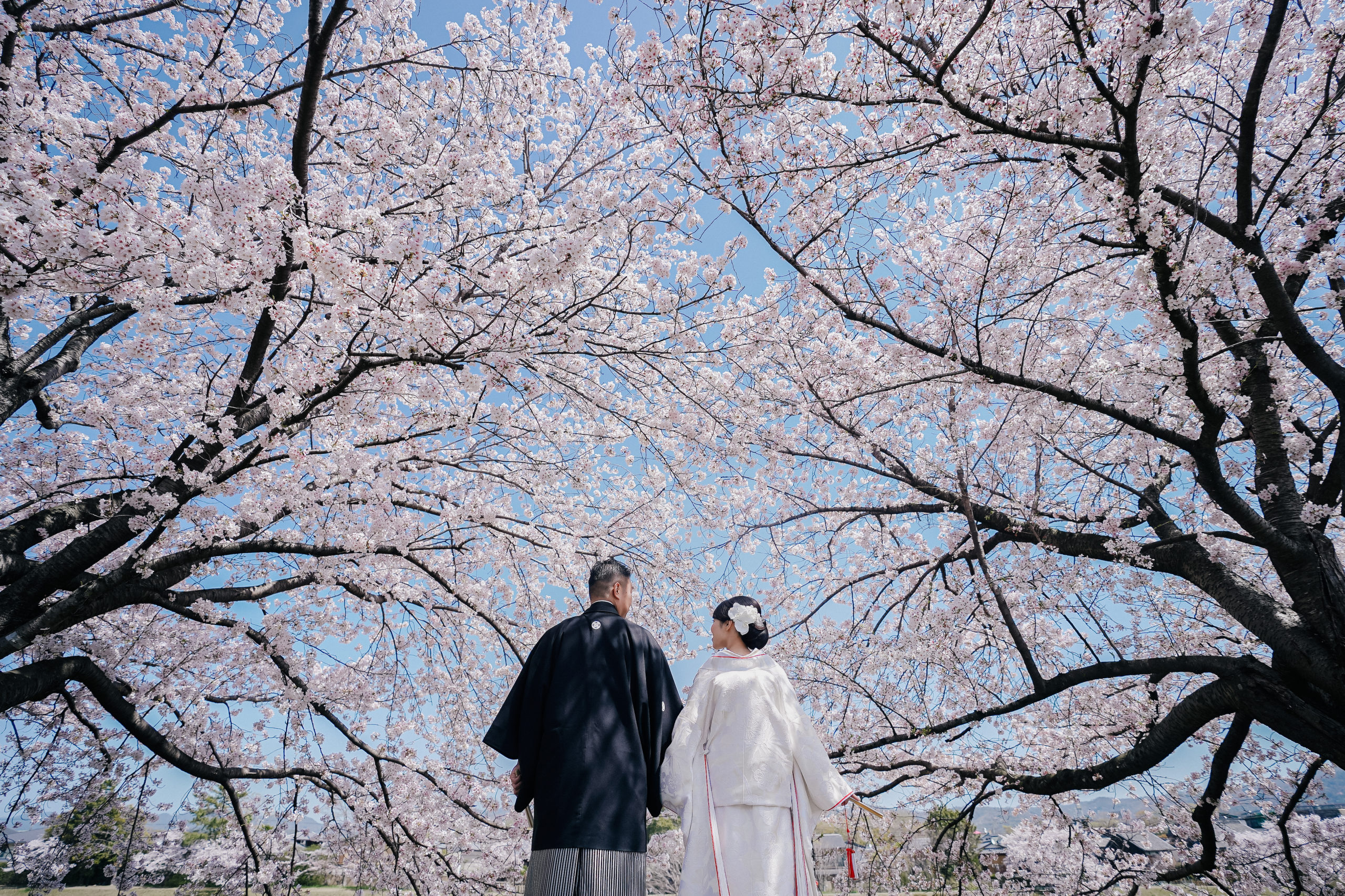 鴨川の桜の下、和装の二人を後ろから撮影したウェディングフォト。