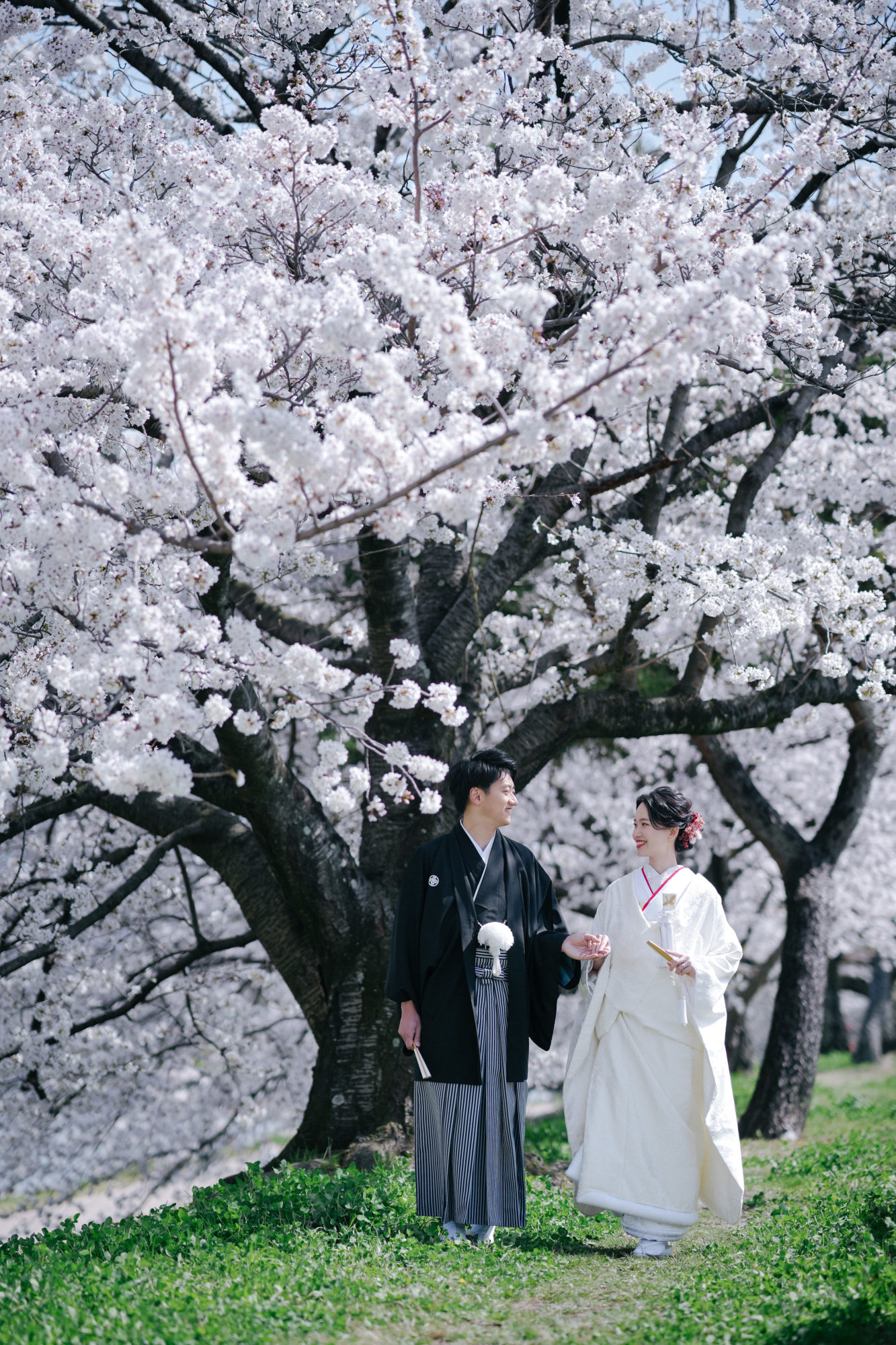 京都鴨川沿いの桜並木はおすすめの前撮りロケーション。