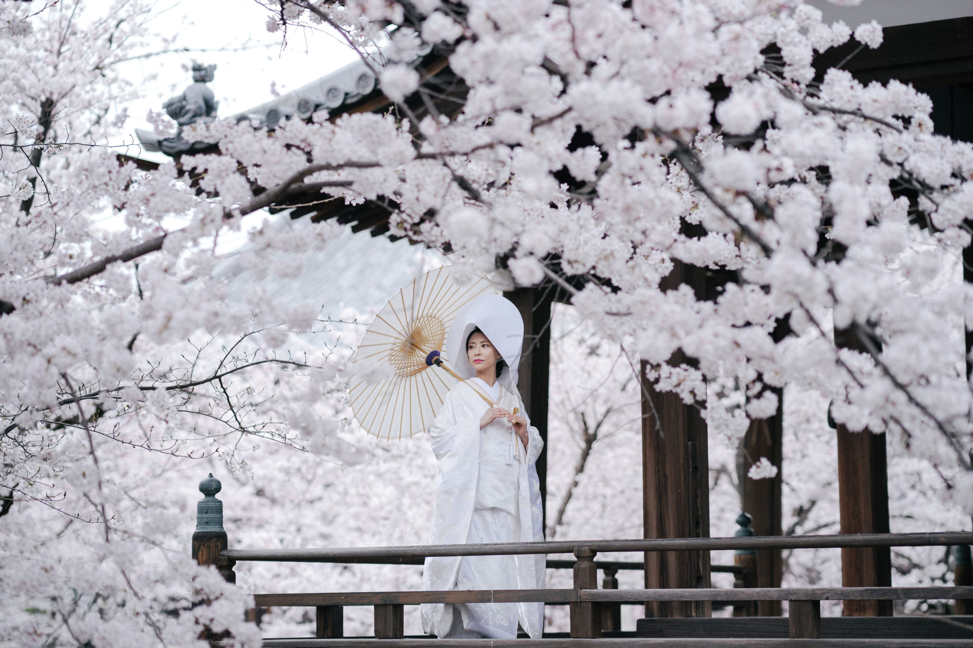 おすすめの寺院「立本寺」で、桜に囲まれた前撮りを行う白無垢の新婦。