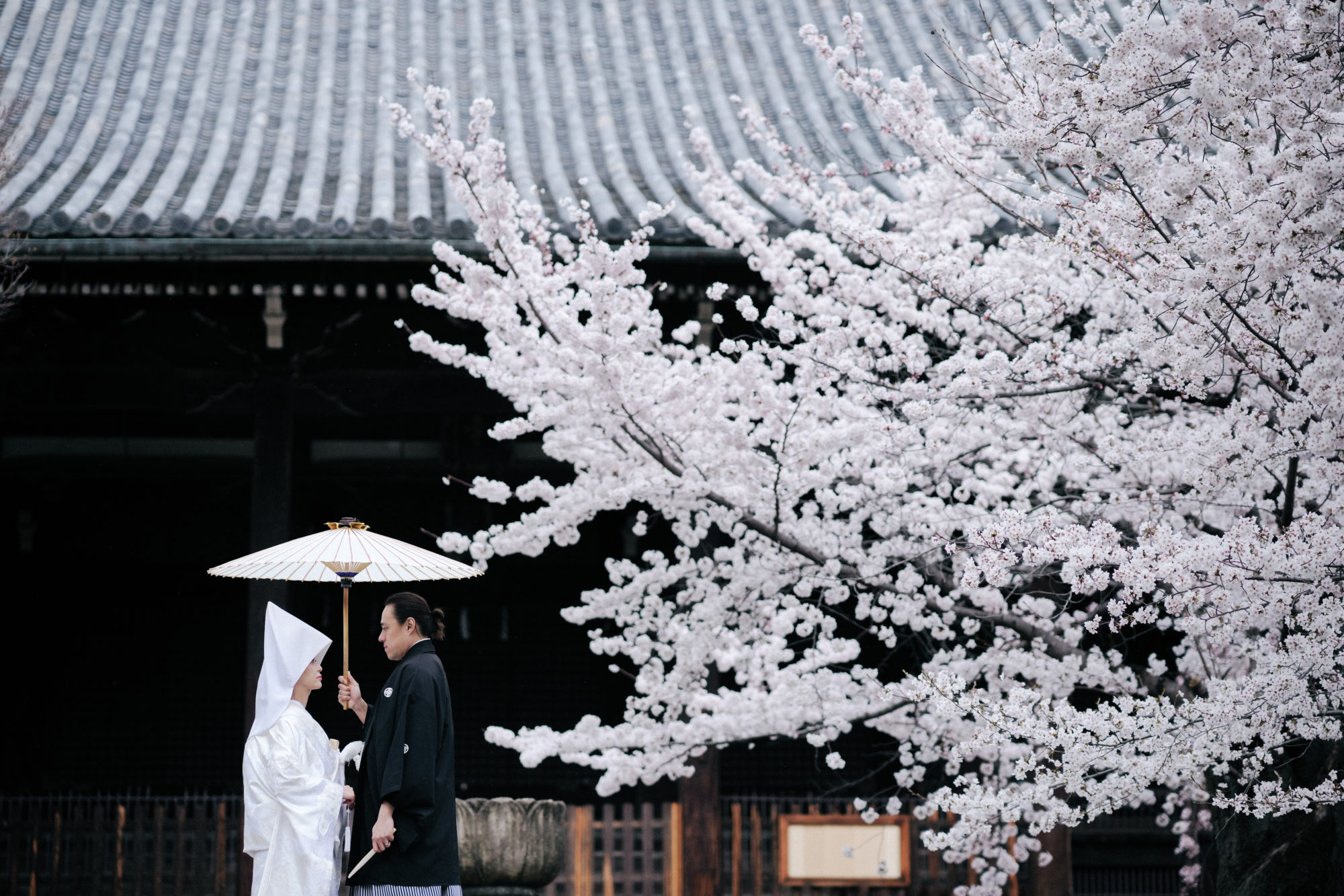 風情ある「立本寺」での桜の前撮り/フォトウェディングはおすすめ。