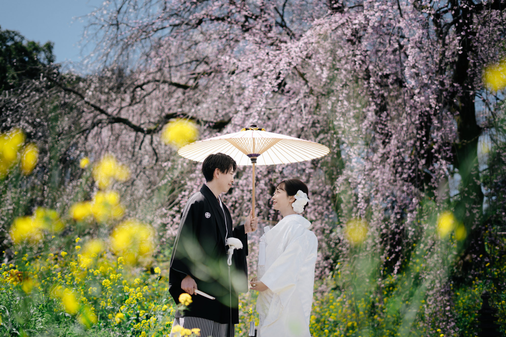 福岡・うきは市の桜の前撮り/フォトウェディングのロケーション撮影 | 枝垂れ桜と菜の花が色鮮やかで和装前撮りに人気の撮影スポット。