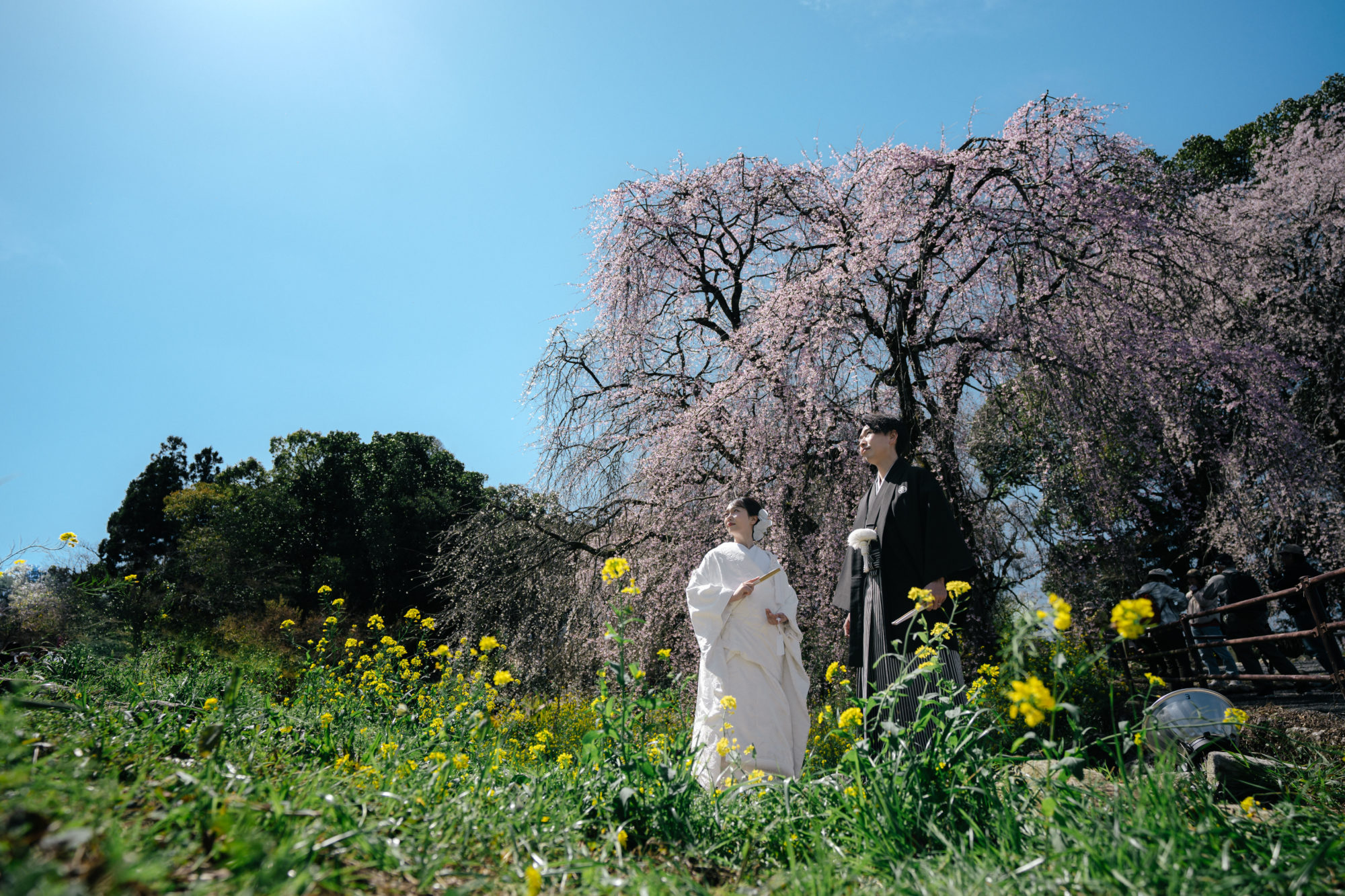 福岡・うきは市の桜の前撮り/フォトウェディングのロケーション撮影 | 樹齢60年の桜の大木とともに撮影。