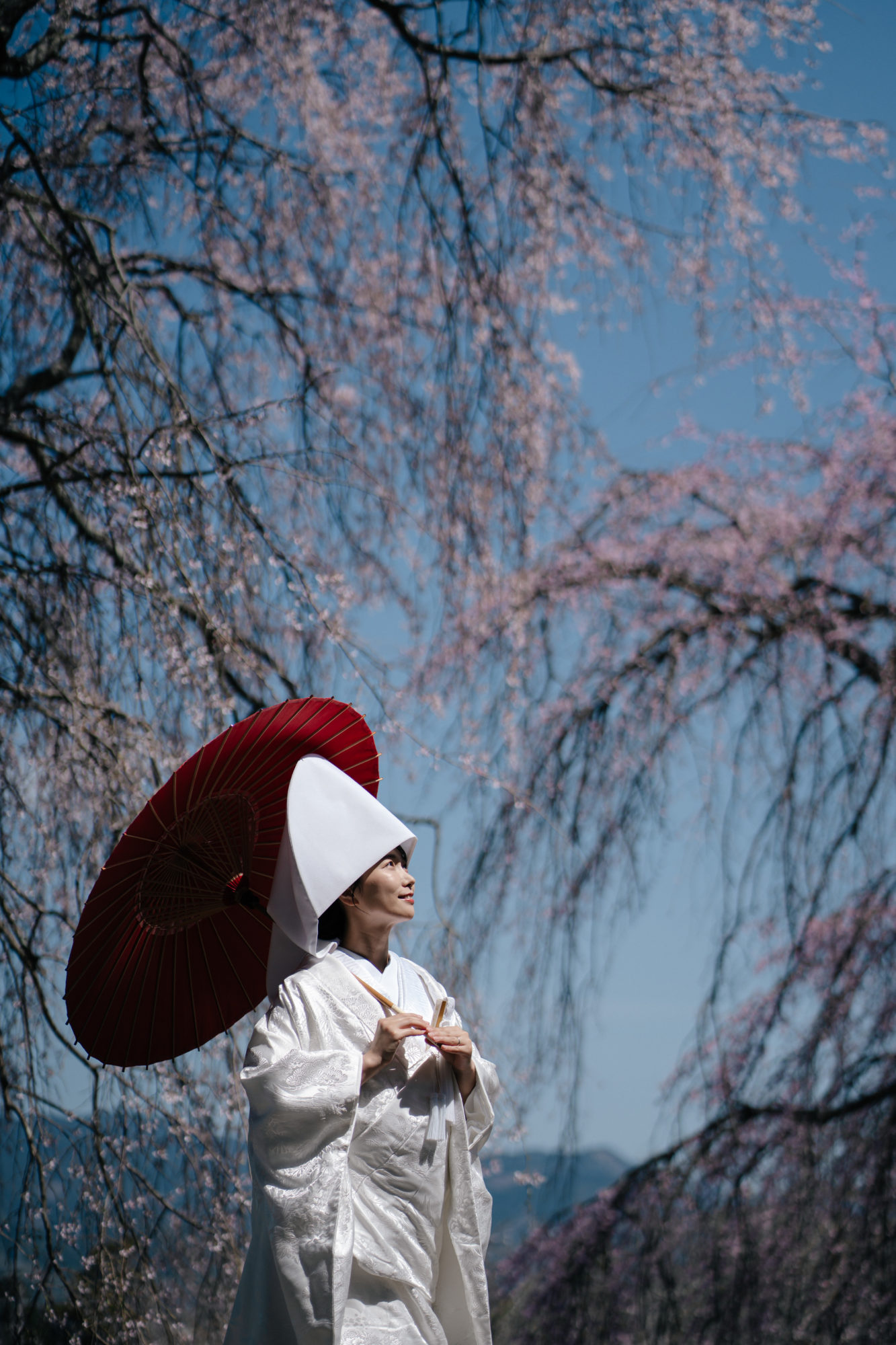 福岡・うきは市の桜の前撮り/フォトウェディングのロケーション撮影 | 枝垂れ桜と赤番傘で白無垢が引き立ちます。