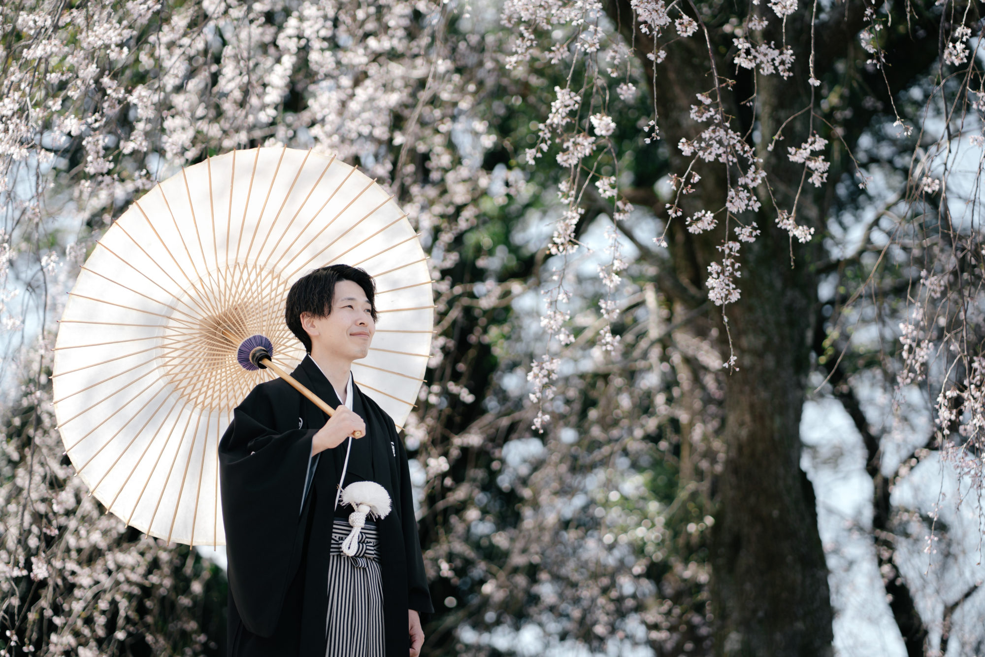 福岡・うきは市の桜の前撮り/フォトウェディングのロケーション撮影 | 枝垂れ桜と和装前撮り。