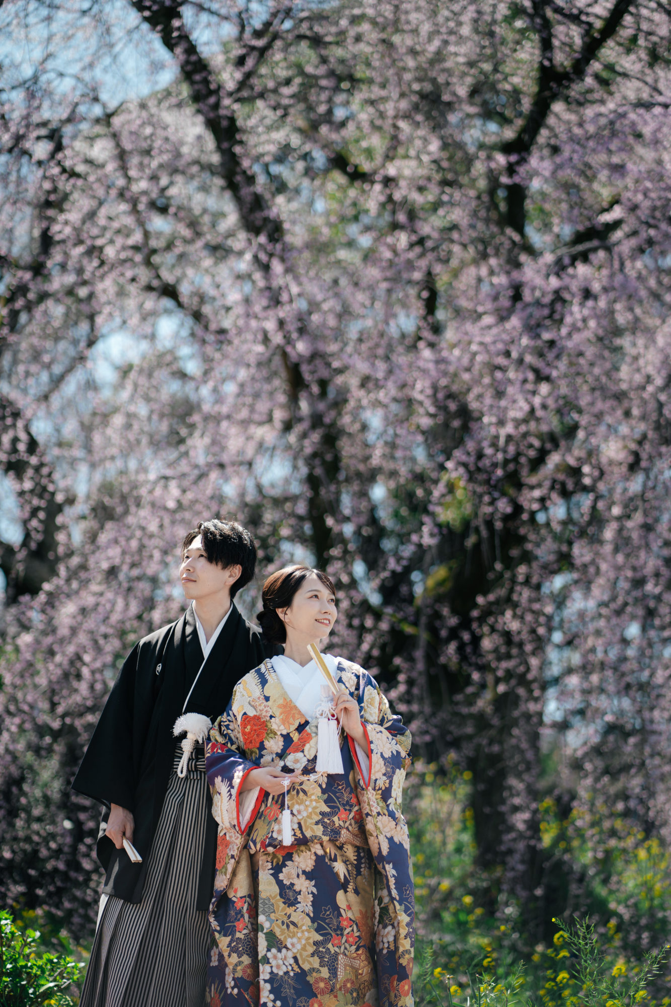 福岡・うきは市の桜の前撮り/フォトウェディングのロケーション撮影 | 大迫力の枝垂れ桜の景色は圧巻です。