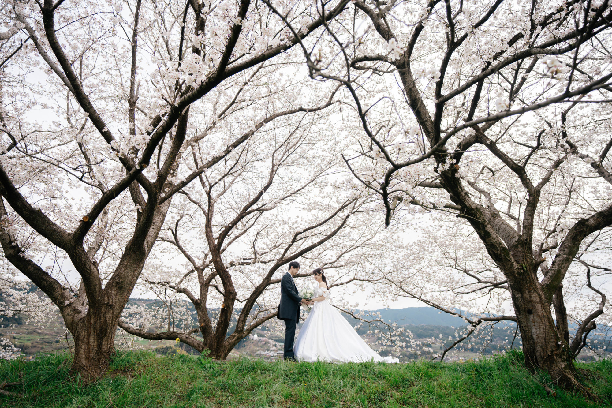 福岡・桜の並木道の前撮り/フォトウェディングのロケーション撮影 | 満開のソメイヨシノの並木道。