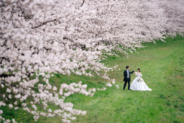 福岡・桜の並木道（福岡）の前撮り/フォトウェディング ロケーション撮影事例
