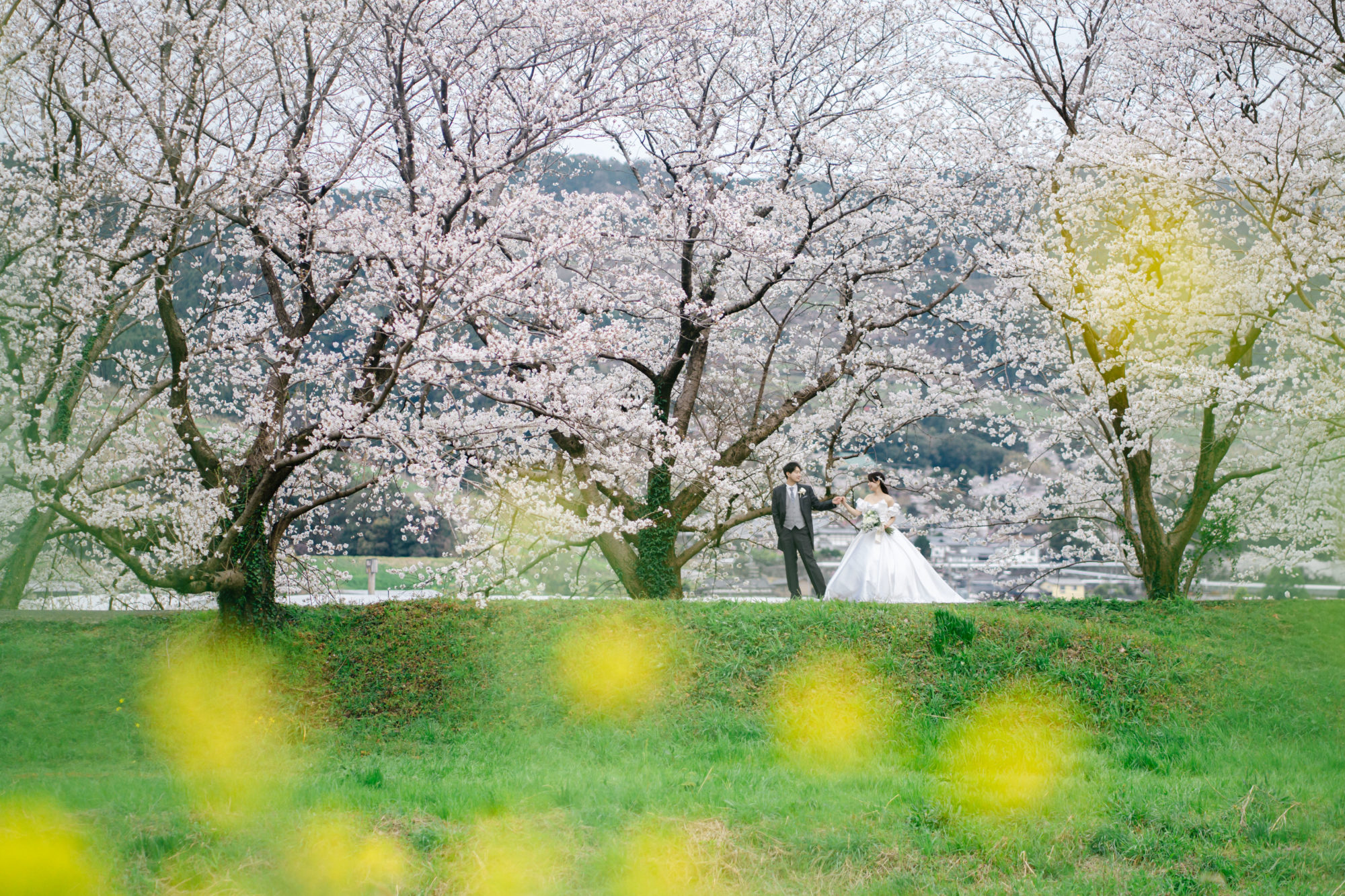 福岡・桜の並木道の前撮り/フォトウェディングのロケーション撮影 | 桜と菜の花とのロケーションフォト。